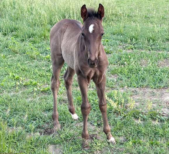 A colt born on 7May
